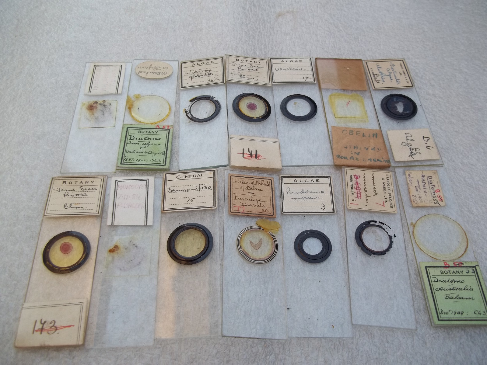 Vintage Glass Microscope Slides - As shown