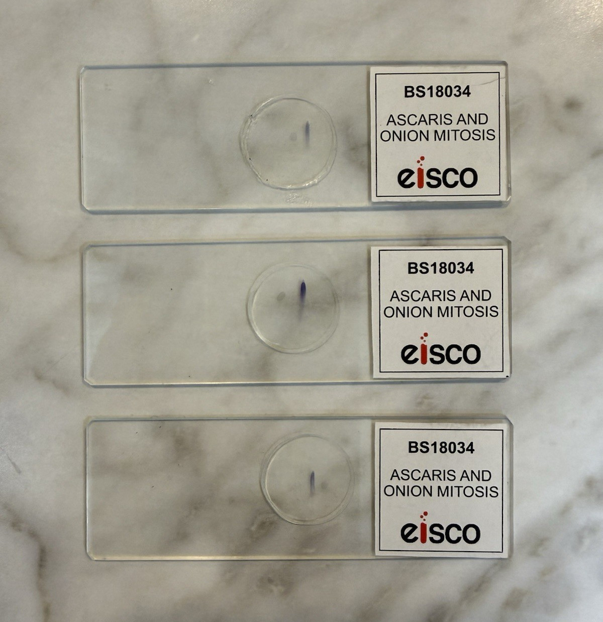 Eisco BS18034 Ascaris & Onion Mitosis Prepared Microscope Slides Set of 3