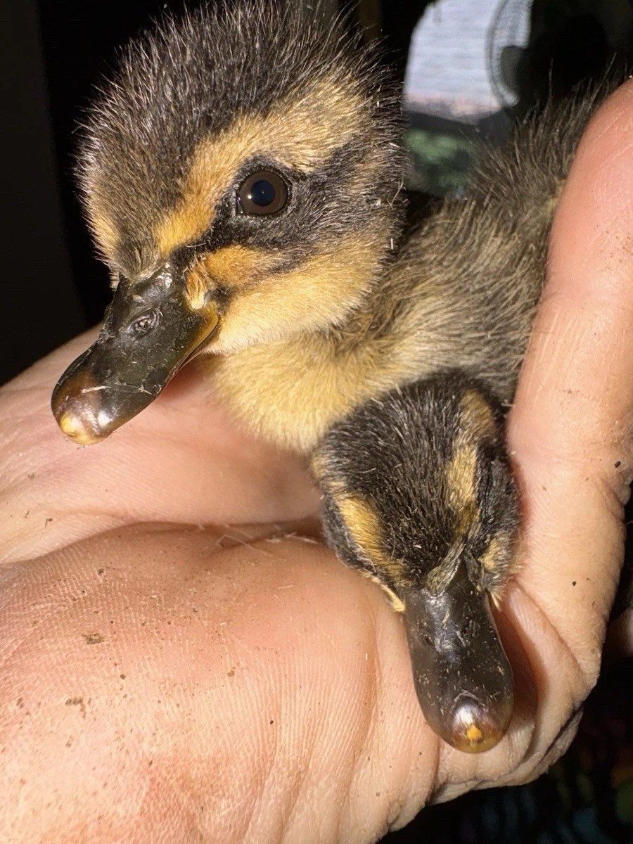 Bantam Silkie Mallard Duck Hatching Eggs Extremely Rare Pocket Duck. Perfect Pet