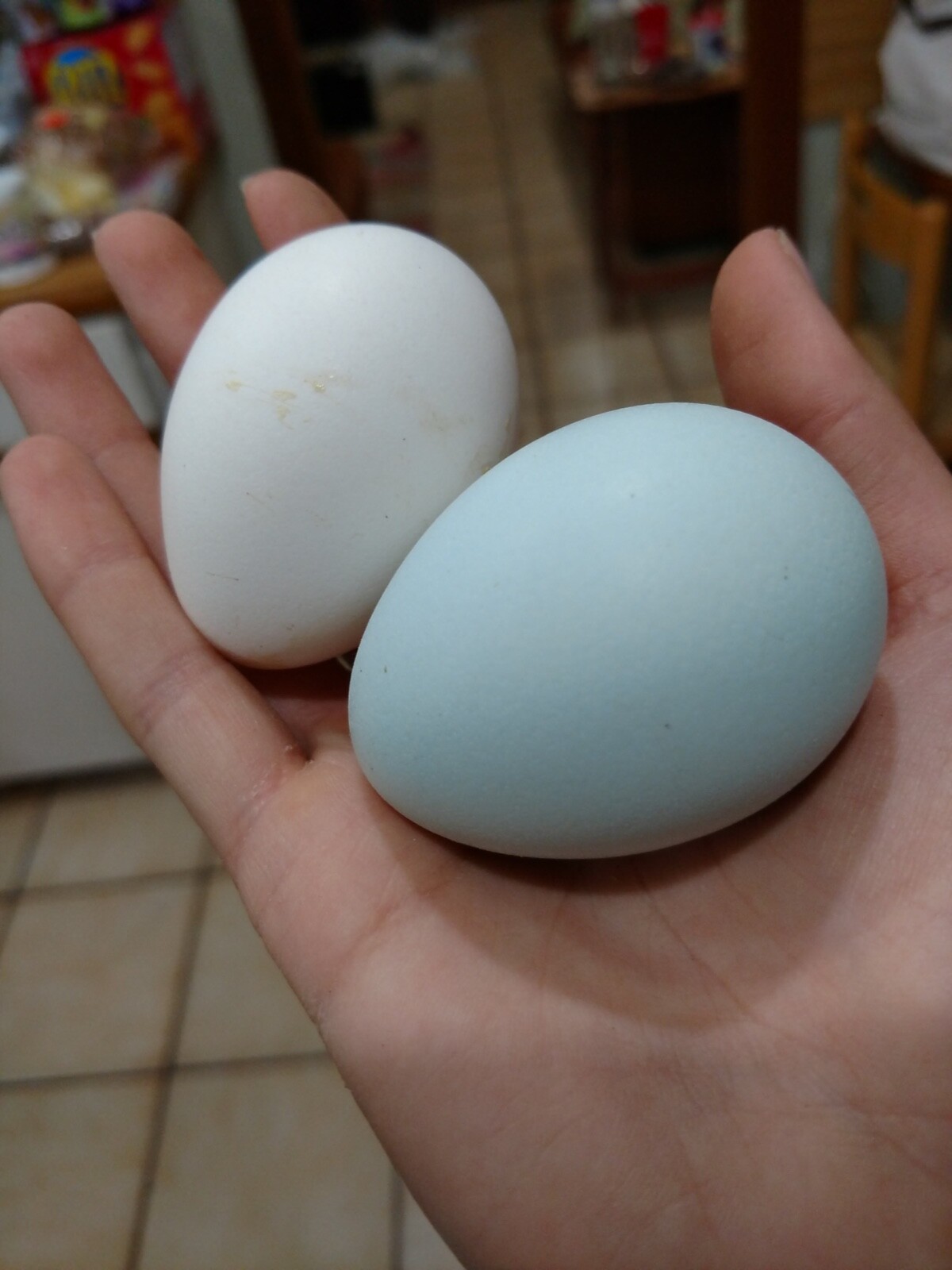 (6) Mauve and Chocolate Ameraucana Hatching Eggs - Possible Mottled Split!