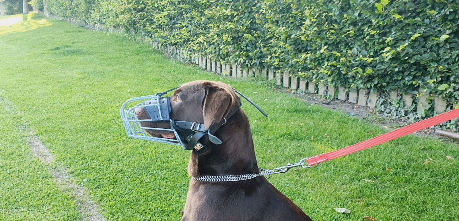 New Strong Metal Wire Basket Dog Muzzle for German Shepherd Labrador