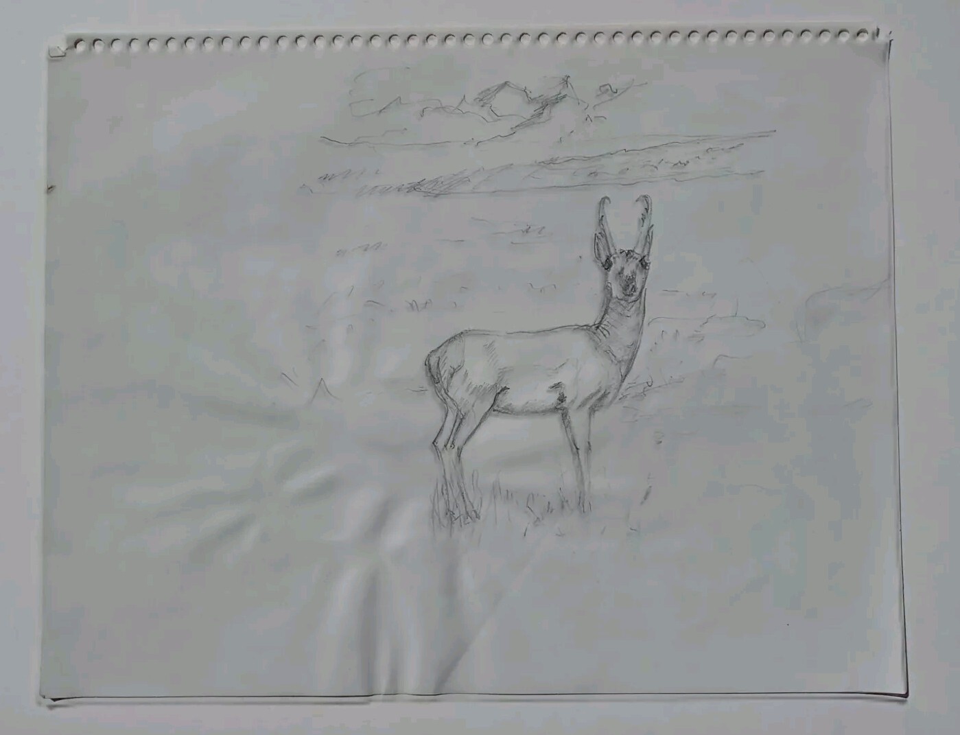 TOOBY BURTON YELLOWSTONE ARTIST PENCIL SKETCH PORTRAIT STUDY ALERT DEER ANIMAL