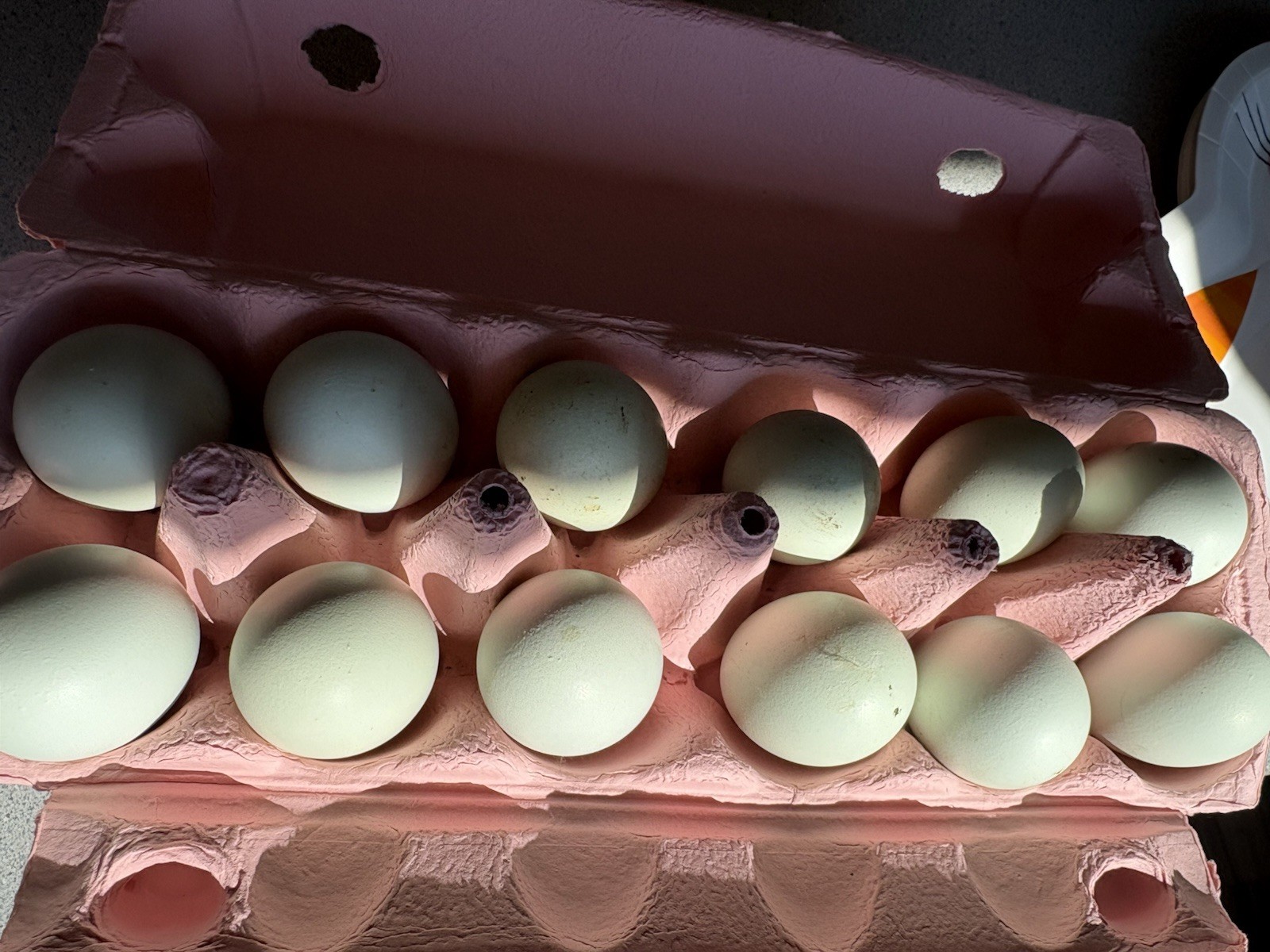 Bantam Easter Egger Eggs Backyard Mix