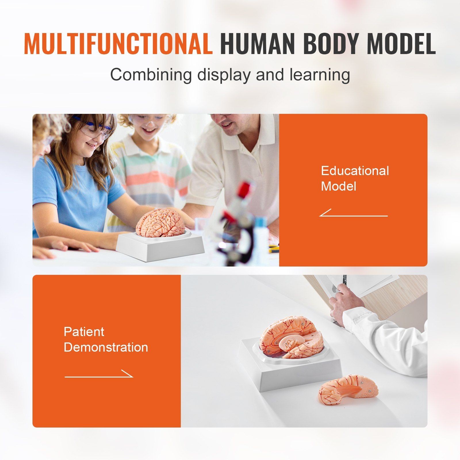 9-Part 1:1 Human Brain Teaching Model, PVC, Labeled & Display Ready