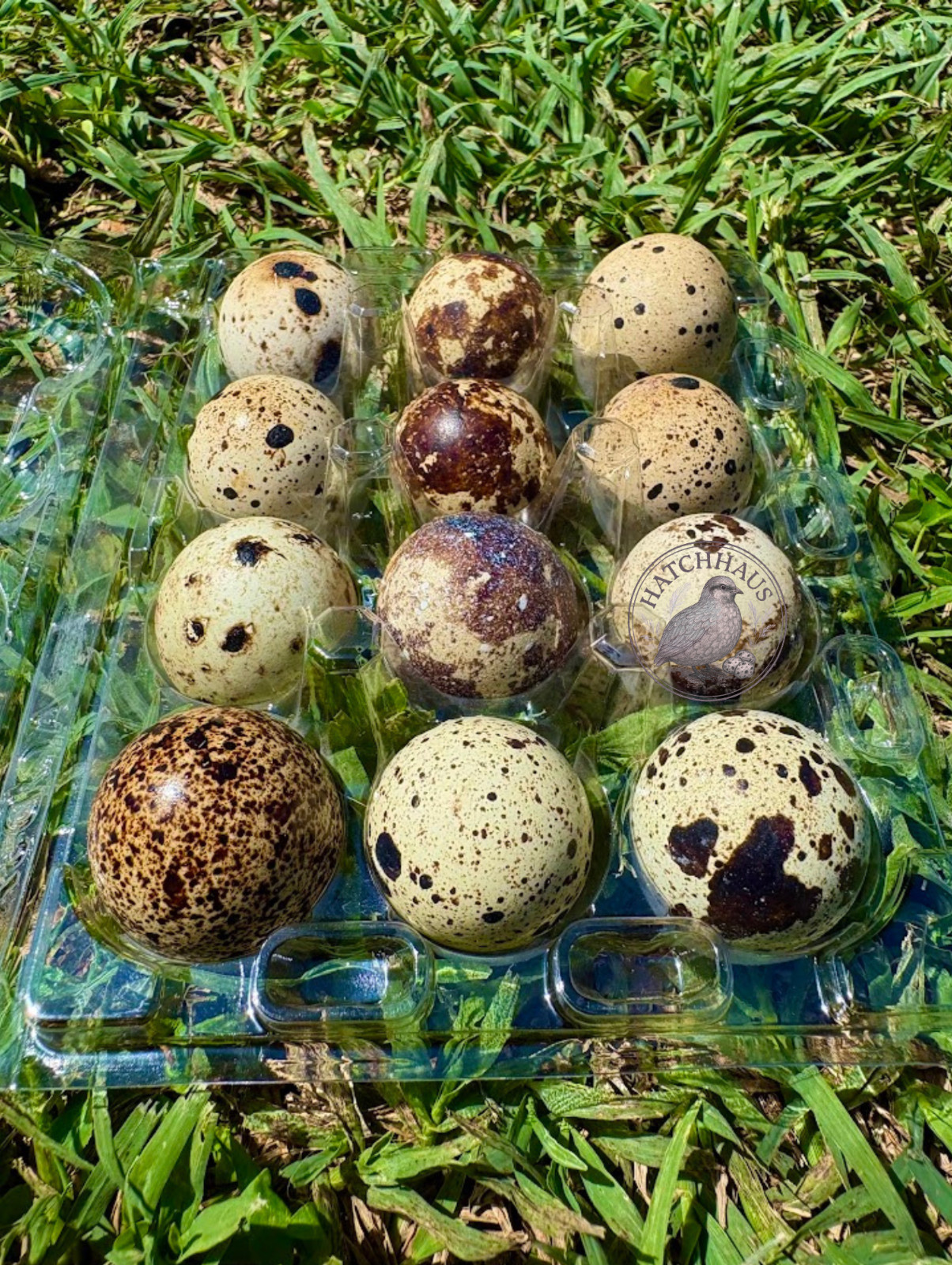 20+ RARE COLORS Coturnix quail hatching eggs - all rainbow colors FAST SHIPPING