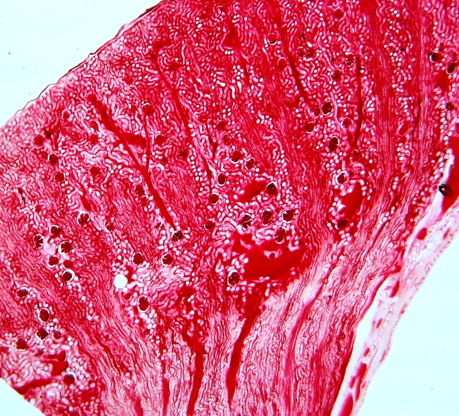 Histological Microscope Slide Preparations (100) - Zoological and Botanical