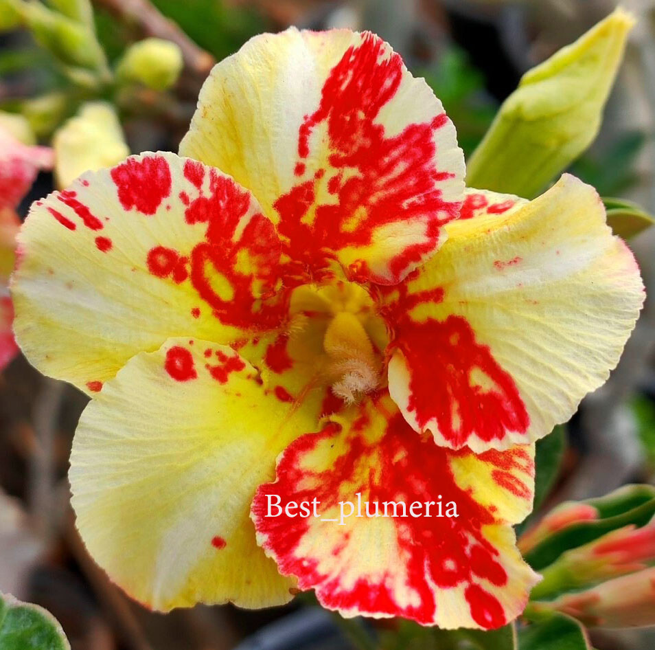 Adenium Obesum Desert Rose " Sinmanee " 200 Seeds