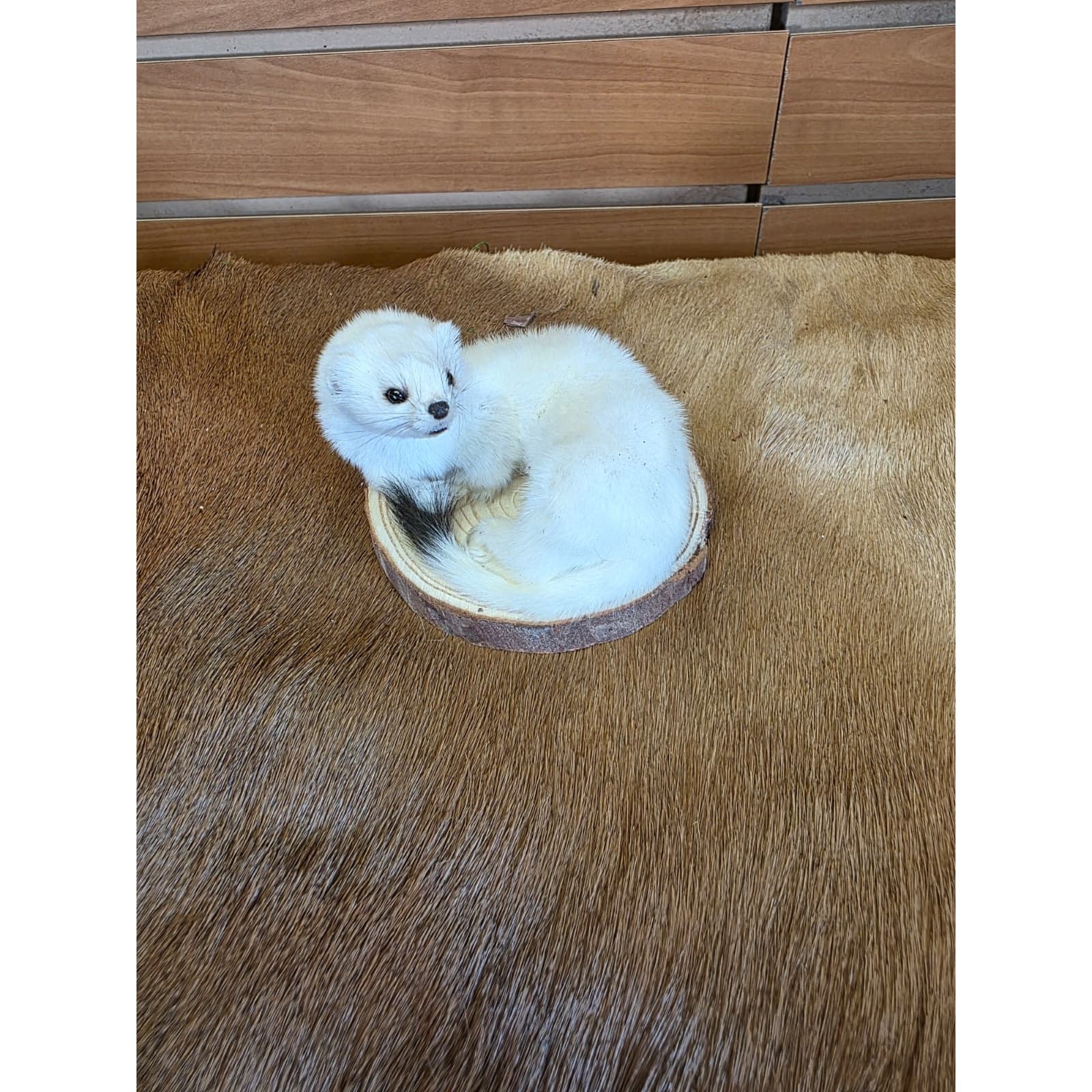 FHCK136 - Beautiful Adorable Weasel Ermine Small Animal Taxidermy