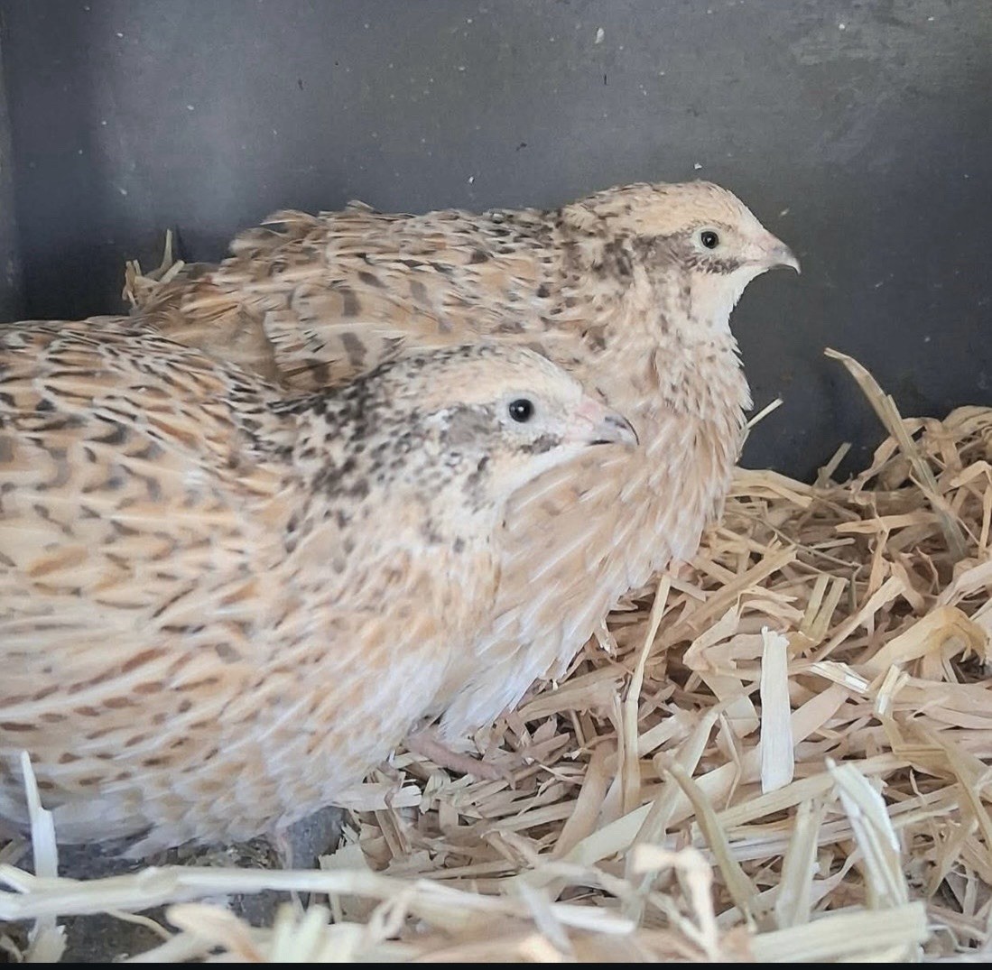 Coturnix Quail Hatching Eggs – Assorted Colors and Patterns