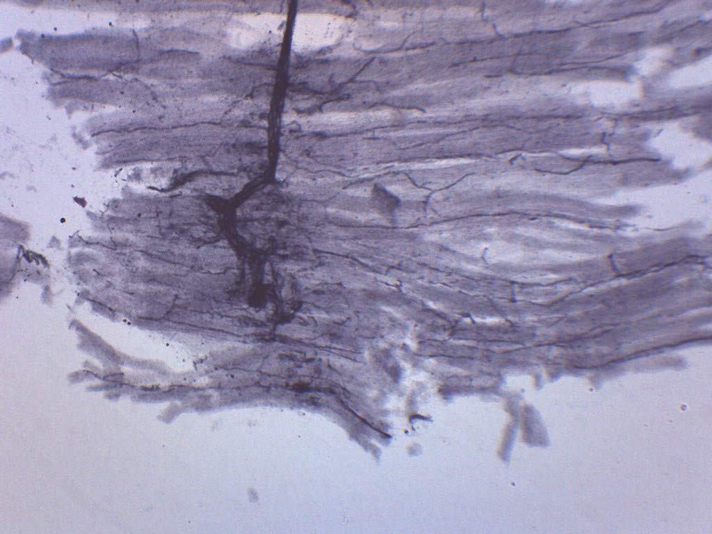 Spinal Cord, Cross Section - Prepared Microscope Slide - 75 x Single