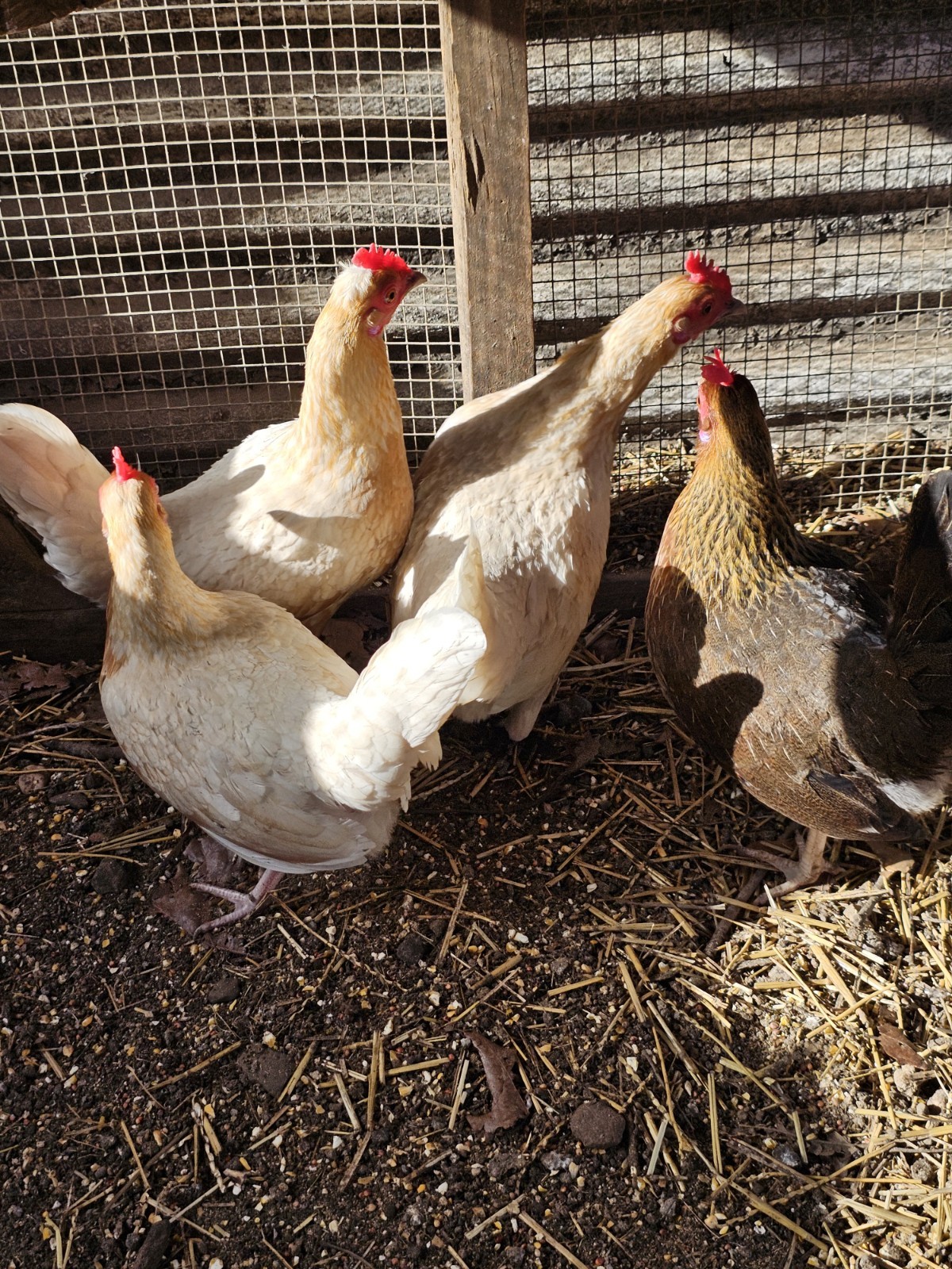 12 Old English Bantams