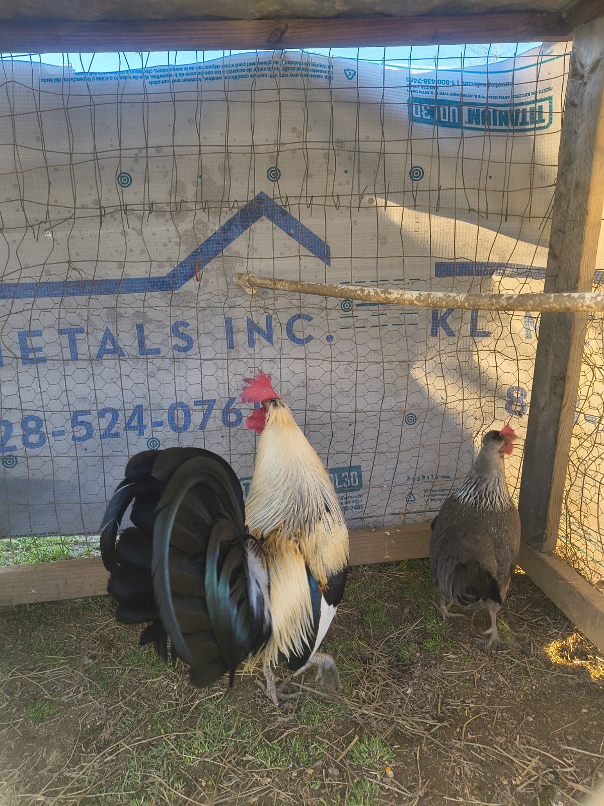 12 +Feg Toppy chickens Eggs