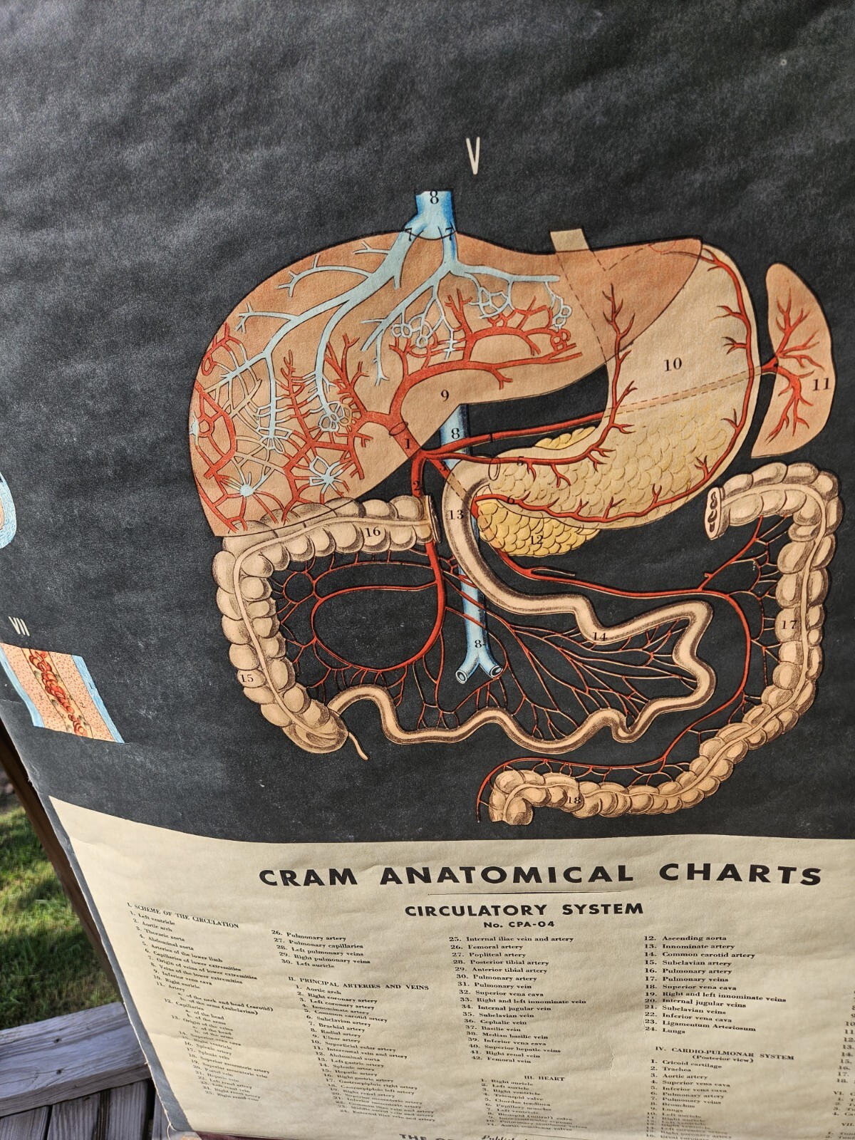 Vintage Cram Anatomical Chart Circulatory System 1950 Italy Rare Mad Science