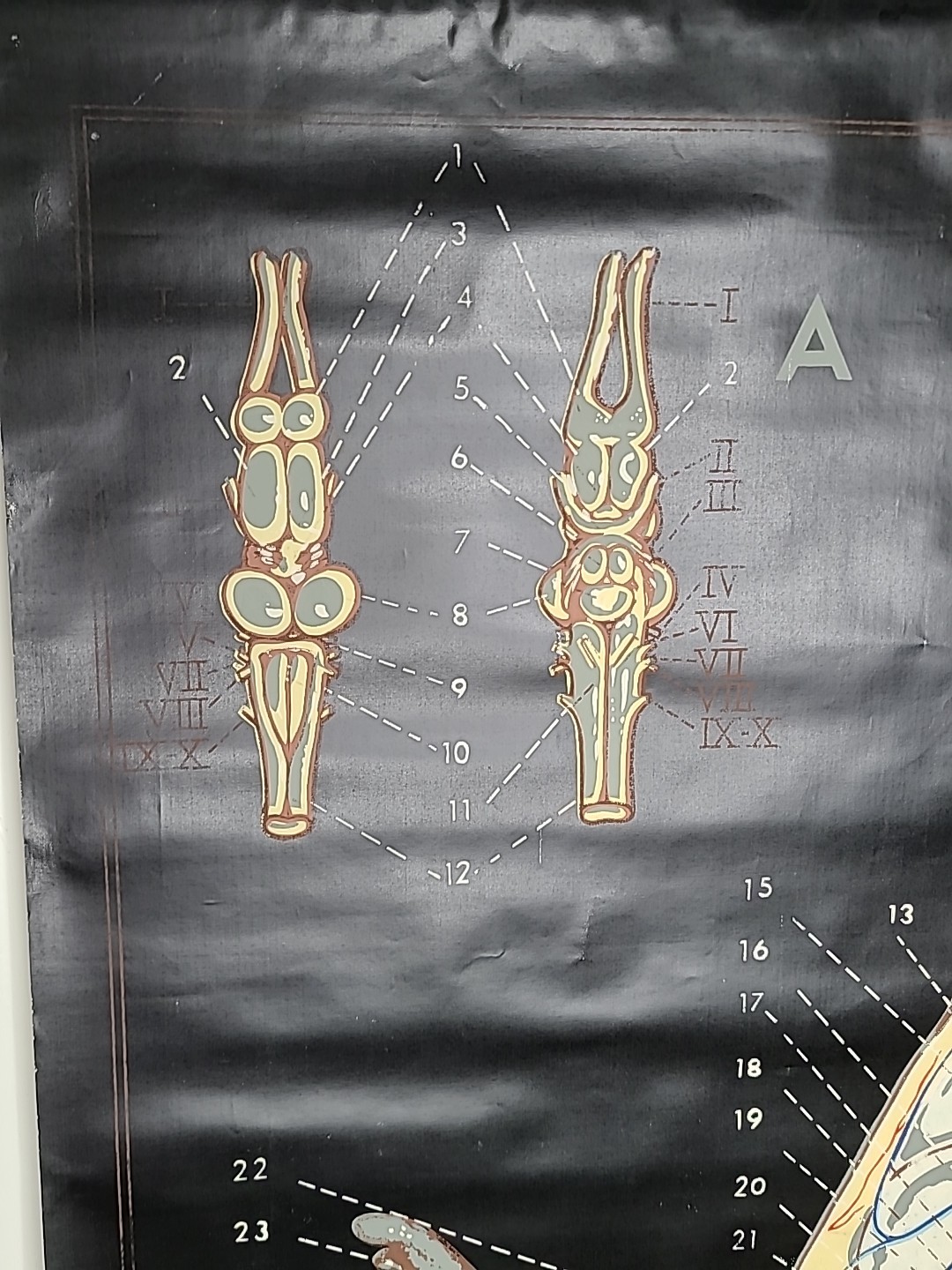 1938 Turtox Products Pull Down Anatomy Chart FROG Chicago USA 30" X 40" GUC