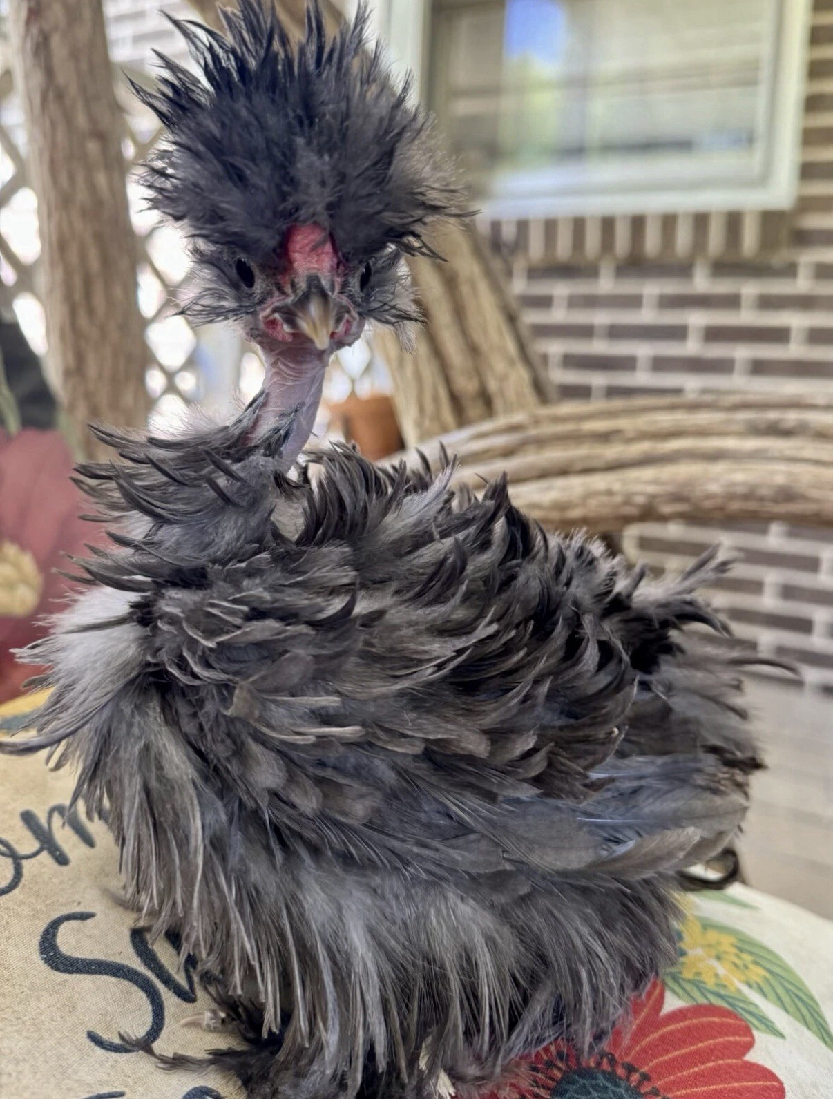 4 Polish Frizzle X Naked Neck X Houdan cross chicken hatching eggs for sale!