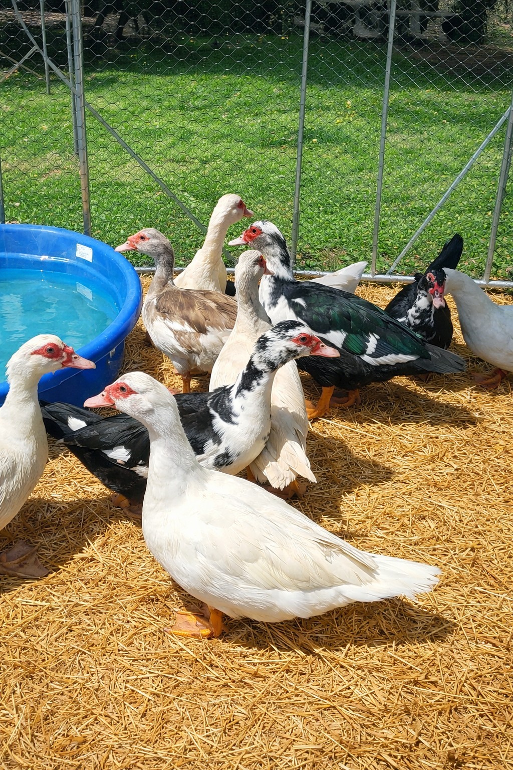 12+ Purebred Fertile Muscovy Duck Hatching Eggs (Rare Colors)