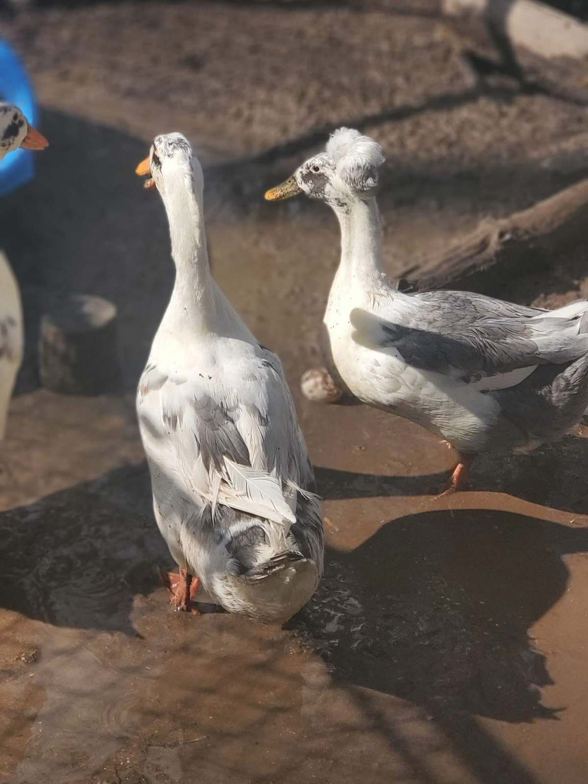10 Crested Magpie Duck Hatching eggs *RARE*