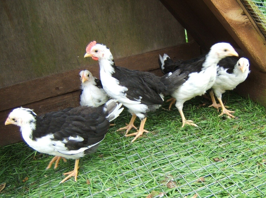 12+ Exchequer Leghorn Hatching Eggs. Great Layers of White Eggs