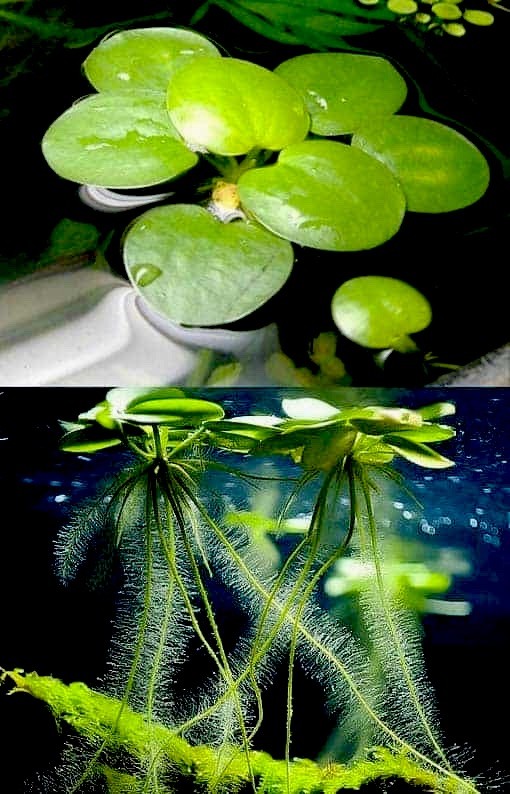 Amazon Frogbit/ Floating Plant (20+Plants/80+Leaves)
