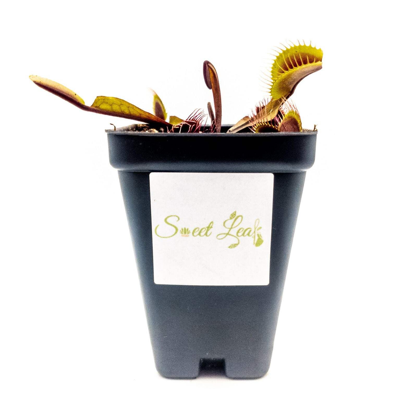 Akai Ryu (Red Dragon) Venus Fly Trap
