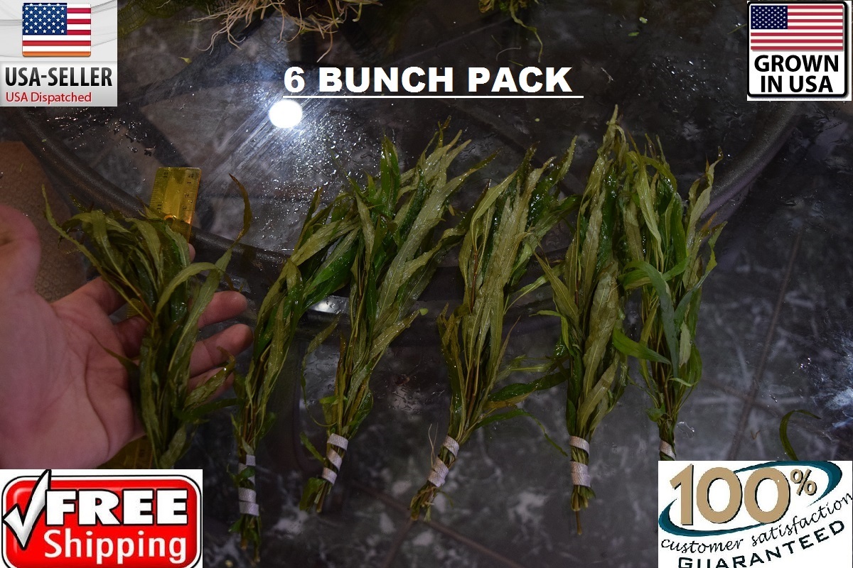 6 Temple narrow leaf plant Easy Aquarium aquascaping planted tank low light nice