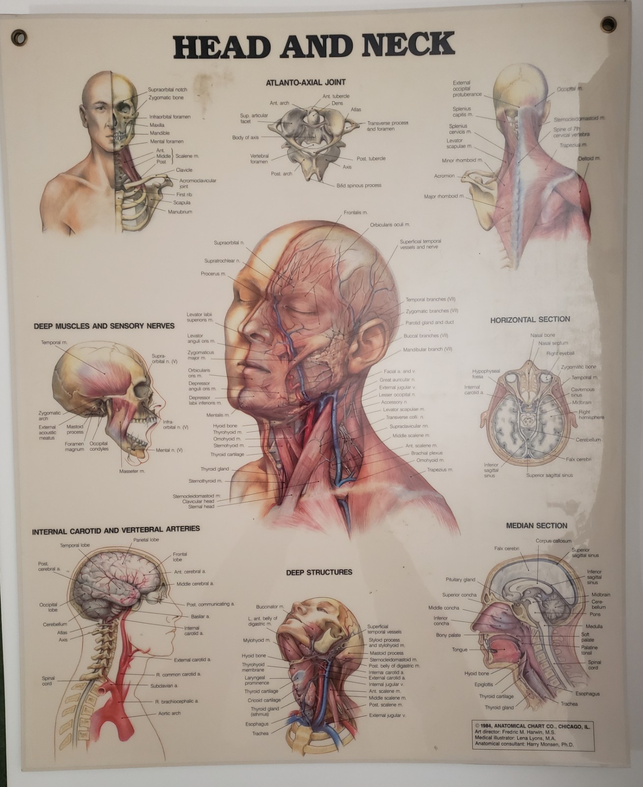 Posters Muscular System, Teeth, Head and Neck. Laminated Anatomical Charts 1981c