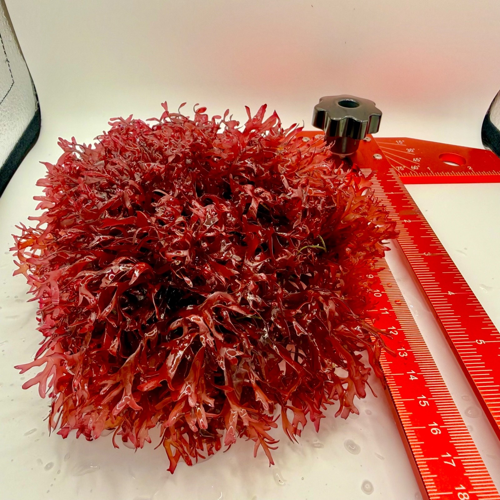 XL Live PomPom Macroalgae 6”-10"Large Gracilaria Colony-Decorative Reef Macro