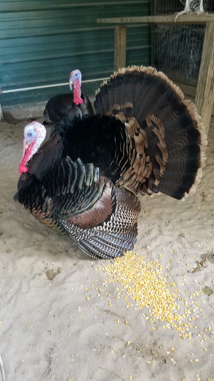 Turkey Hatching Eggs (One Dozen)