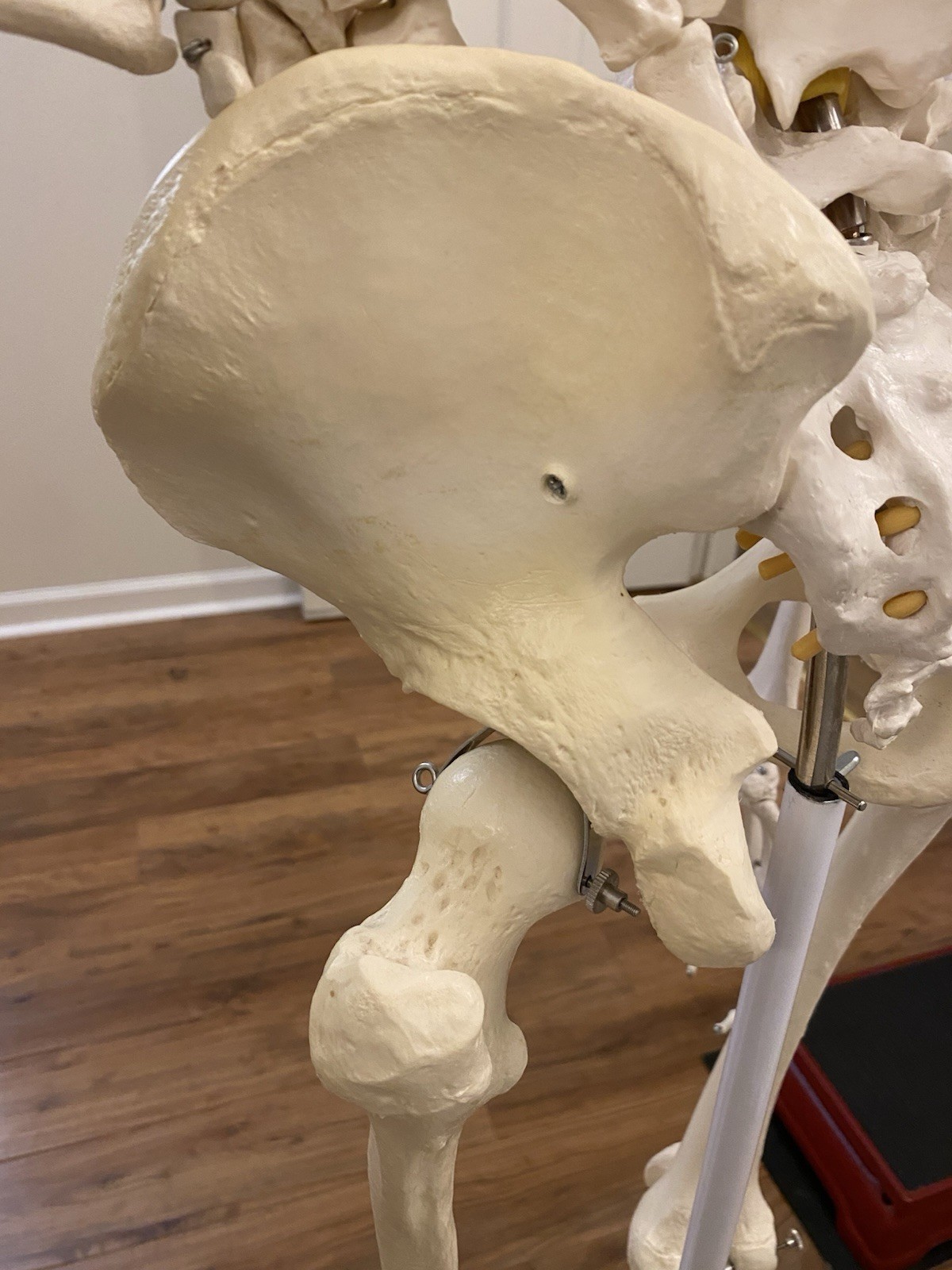 Fred The Flexible Skeleton Anatomical Model