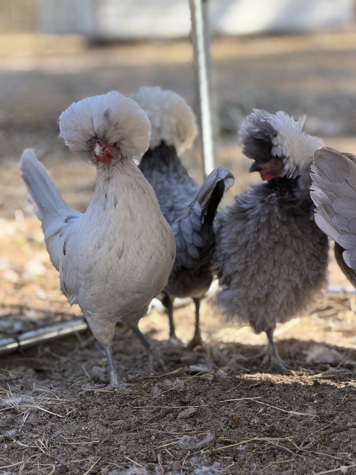 12+ Assorted Polish Hatching Eggs Tolbunt, Buff Laced, BBS