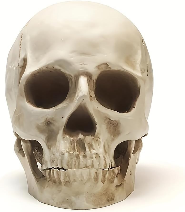 Réplica de cráneo humano en resina, tamaño natural 1:1, esqueleto médico anatómi