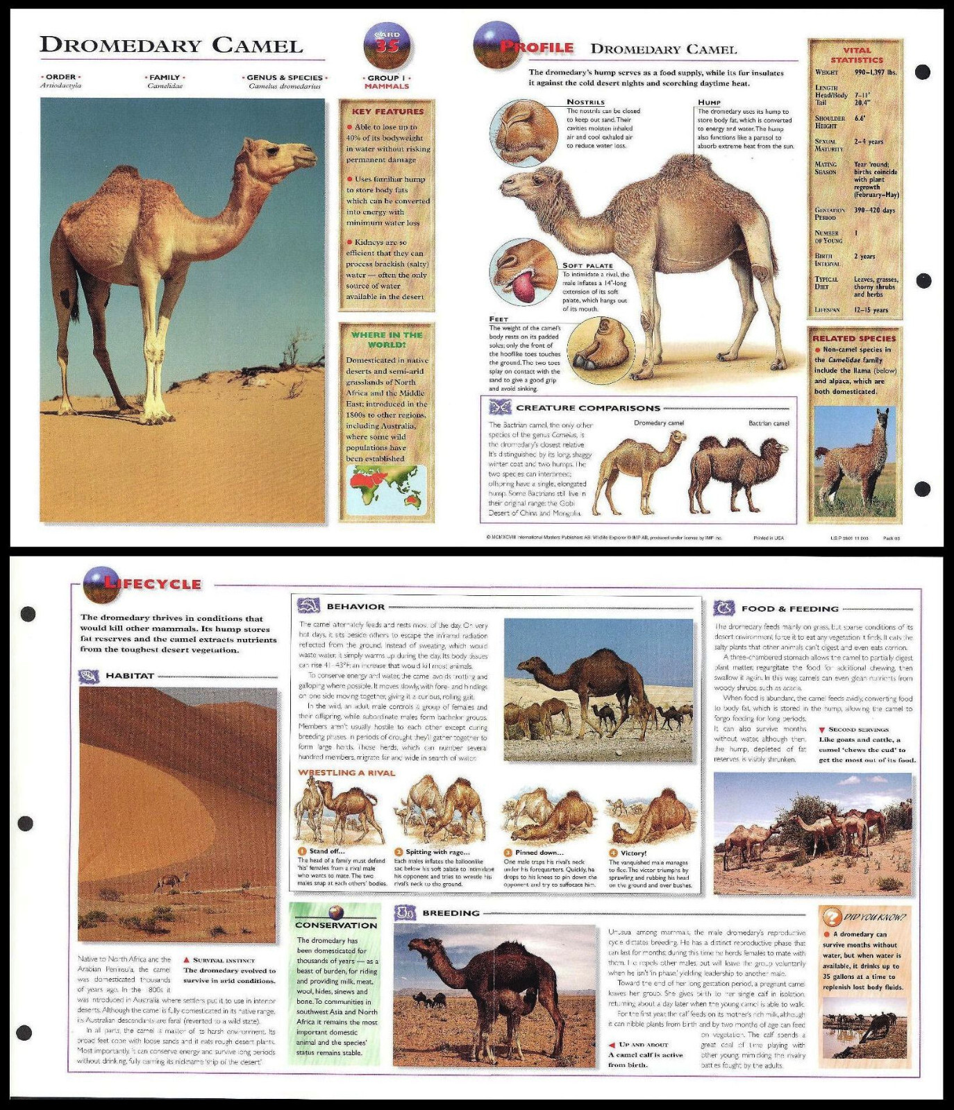 Fold-Out Sheet - Dromedary Camel - 35
