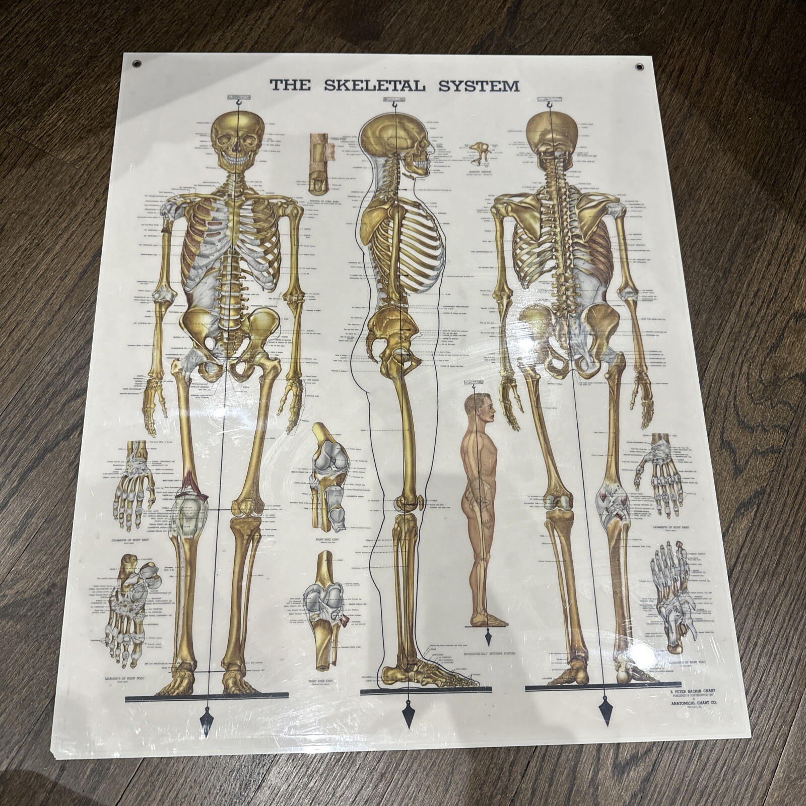 The Skeletal System Peter Bachin 1947 Original Vintage