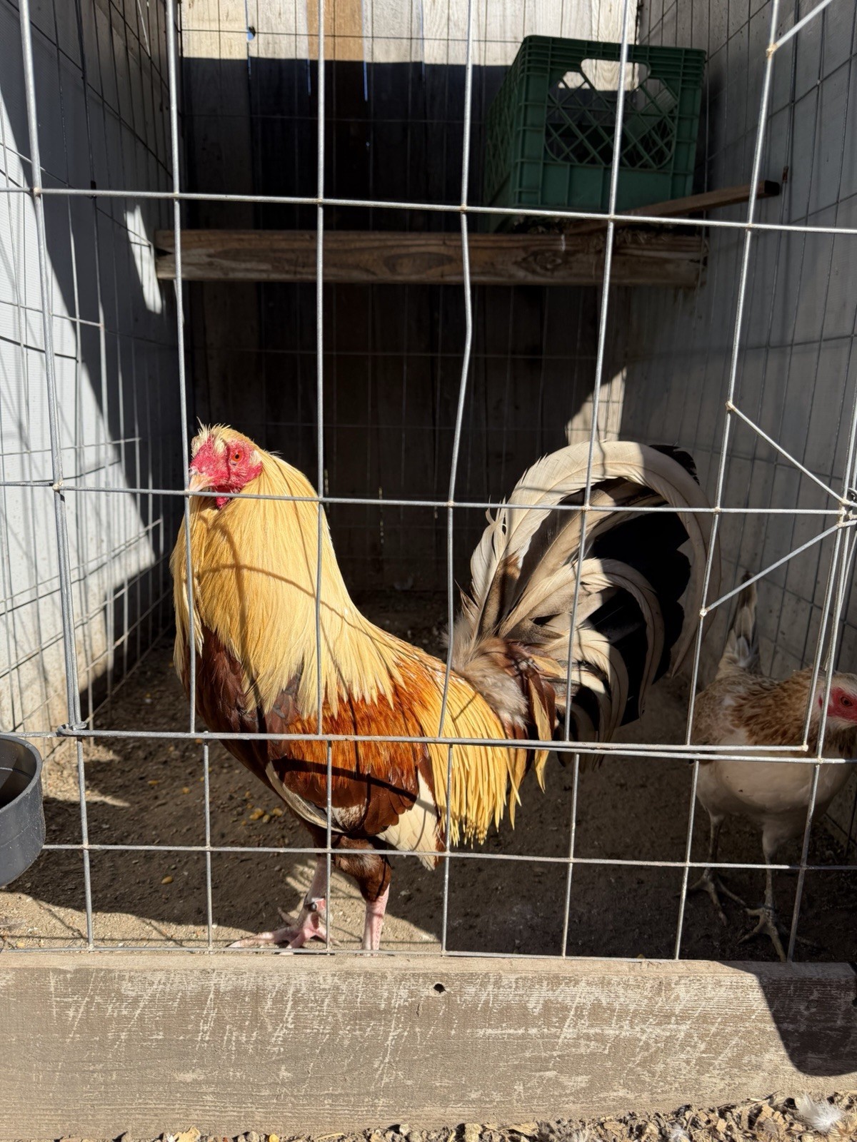 Chicken Hatching Eggs