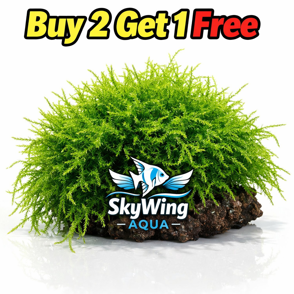 Golf Ball Live Aquarium Plant Java Moss Fish Shrimp BUY 2 GET 1 FREE PEST FREE