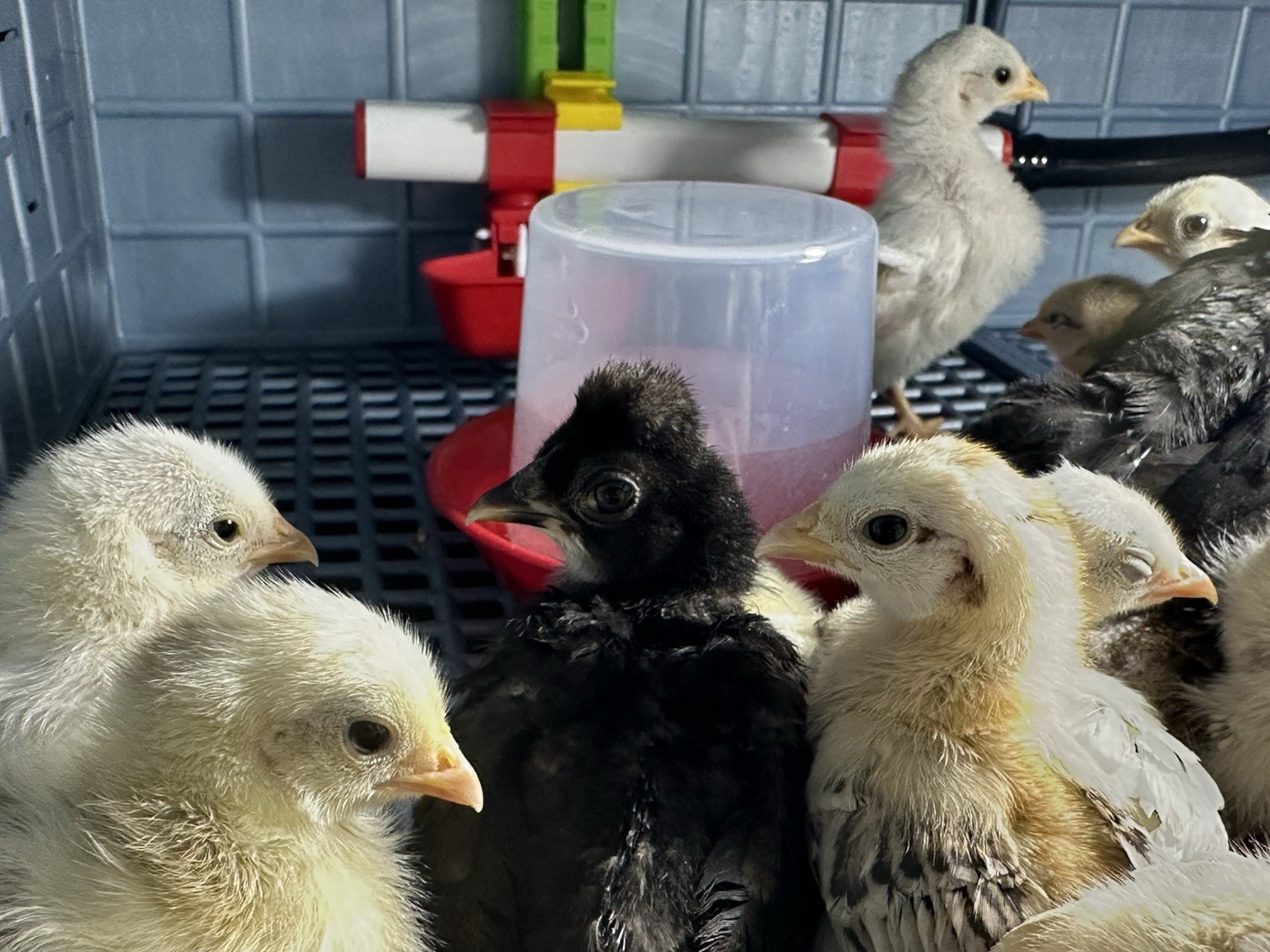 8 Kikiriki Hatching eggs NPIP/AI and PT Clean