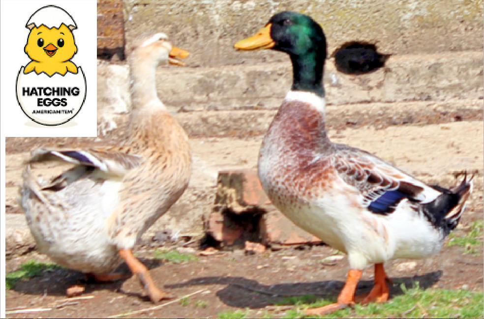 10+ PURE BRED SILVER APPLEYARD DUCKS FERTILE HATCHING EGGS FRESH PRIORITY NPIP #