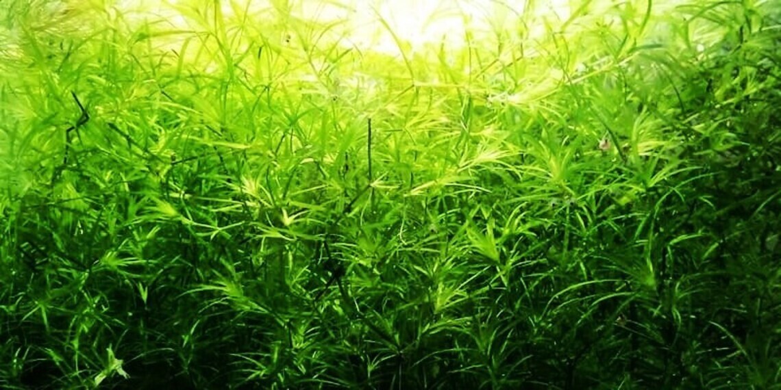BUY 2 GET 1 FREE Guppy Grass Najas Guadalupens Aquarium Plants D