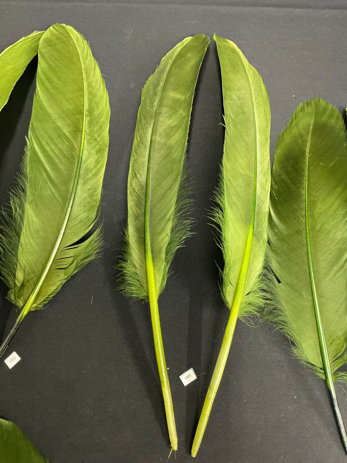 Large Dyed Swan Wing Feathers Forrest Green