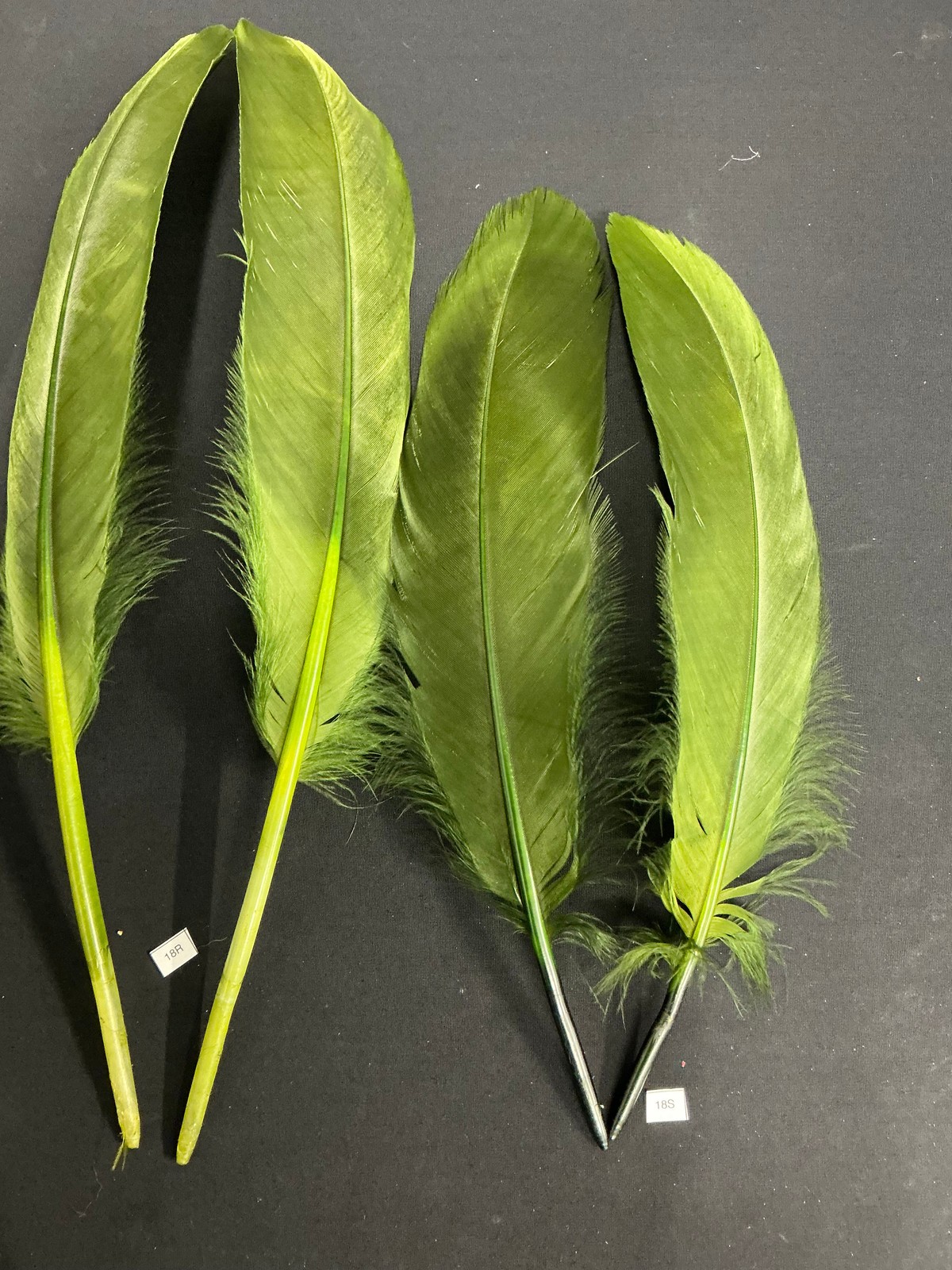 Large Dyed Swan Wing Feathers Forrest Green