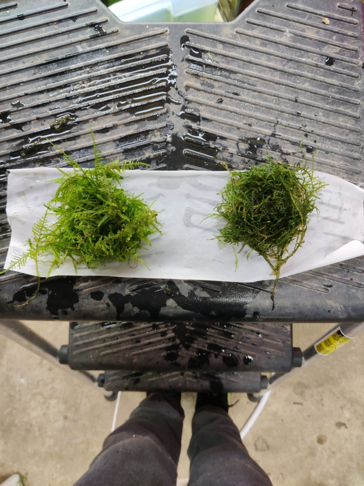 Mini taiwan moss and java moss- long strains, homegrown,ada,WYSIWY
