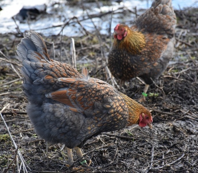 10 Fertile Blue-laced Red Wyandotte eggs