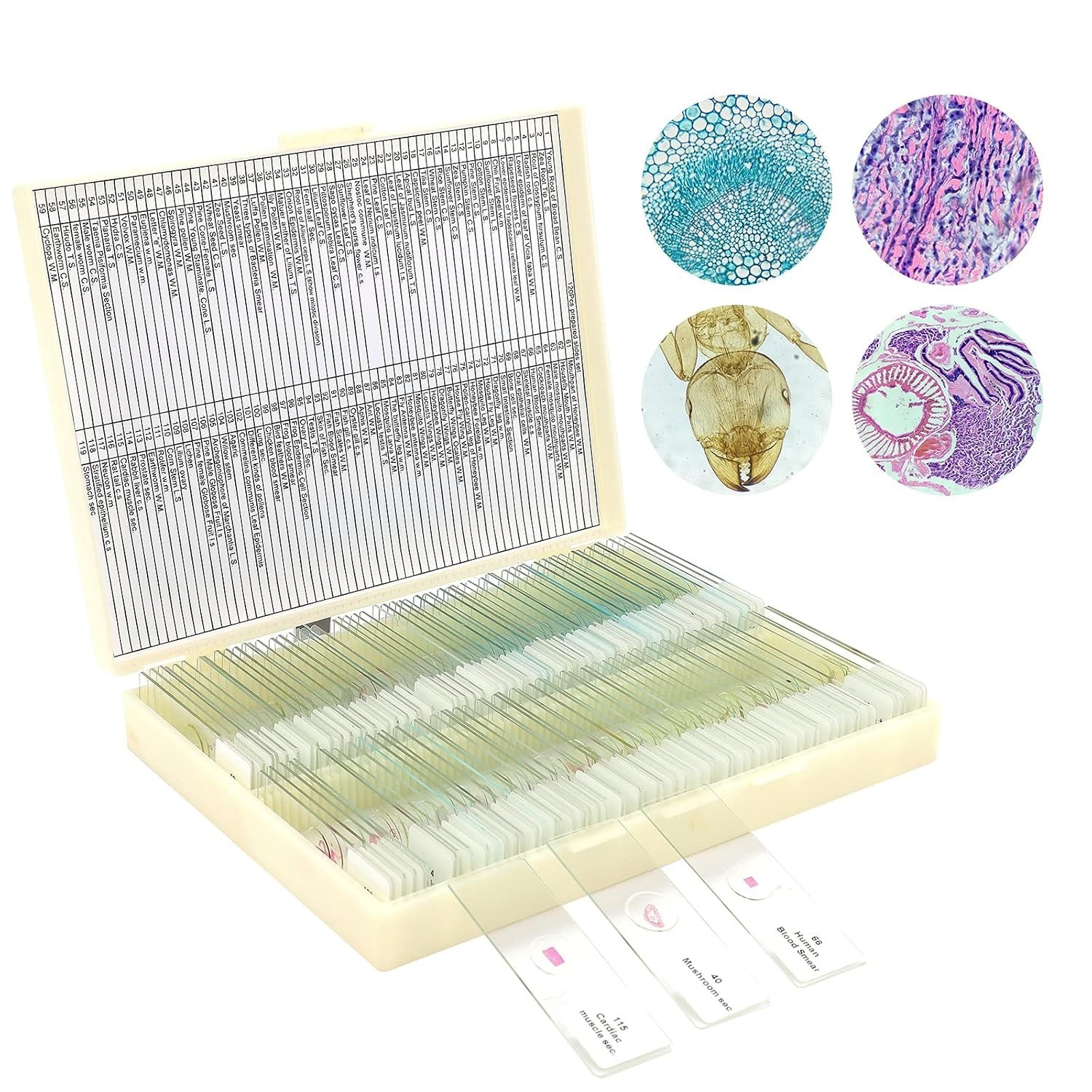 Microscope Slides with Plants and Animals