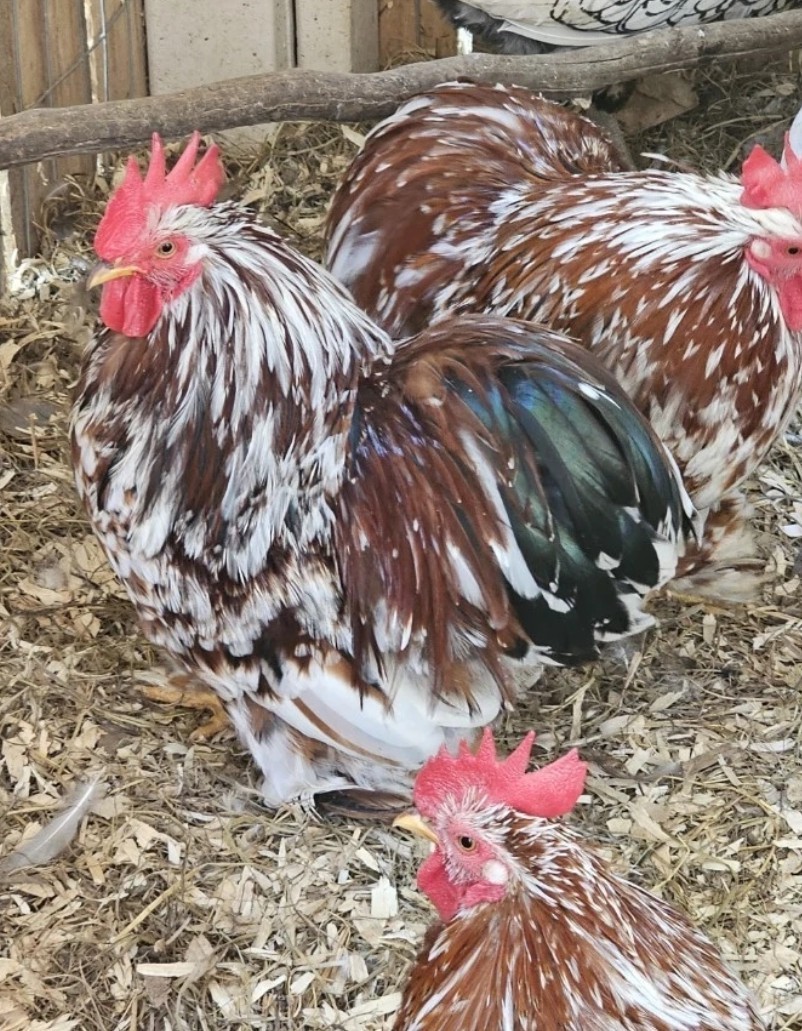 Surprise Hatching Eggs. Rare Breeds Full Blooded 12 Eggs.