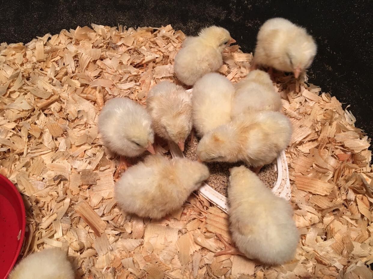 10ct Leghorn Hatching Eggs