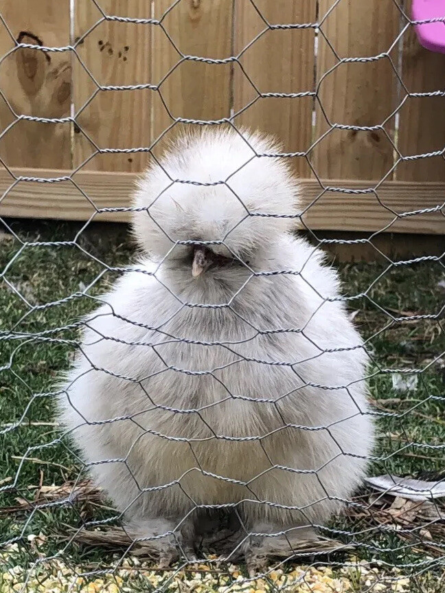SHOW QUALITY 10 Silkie Chicken Hatching Eggs