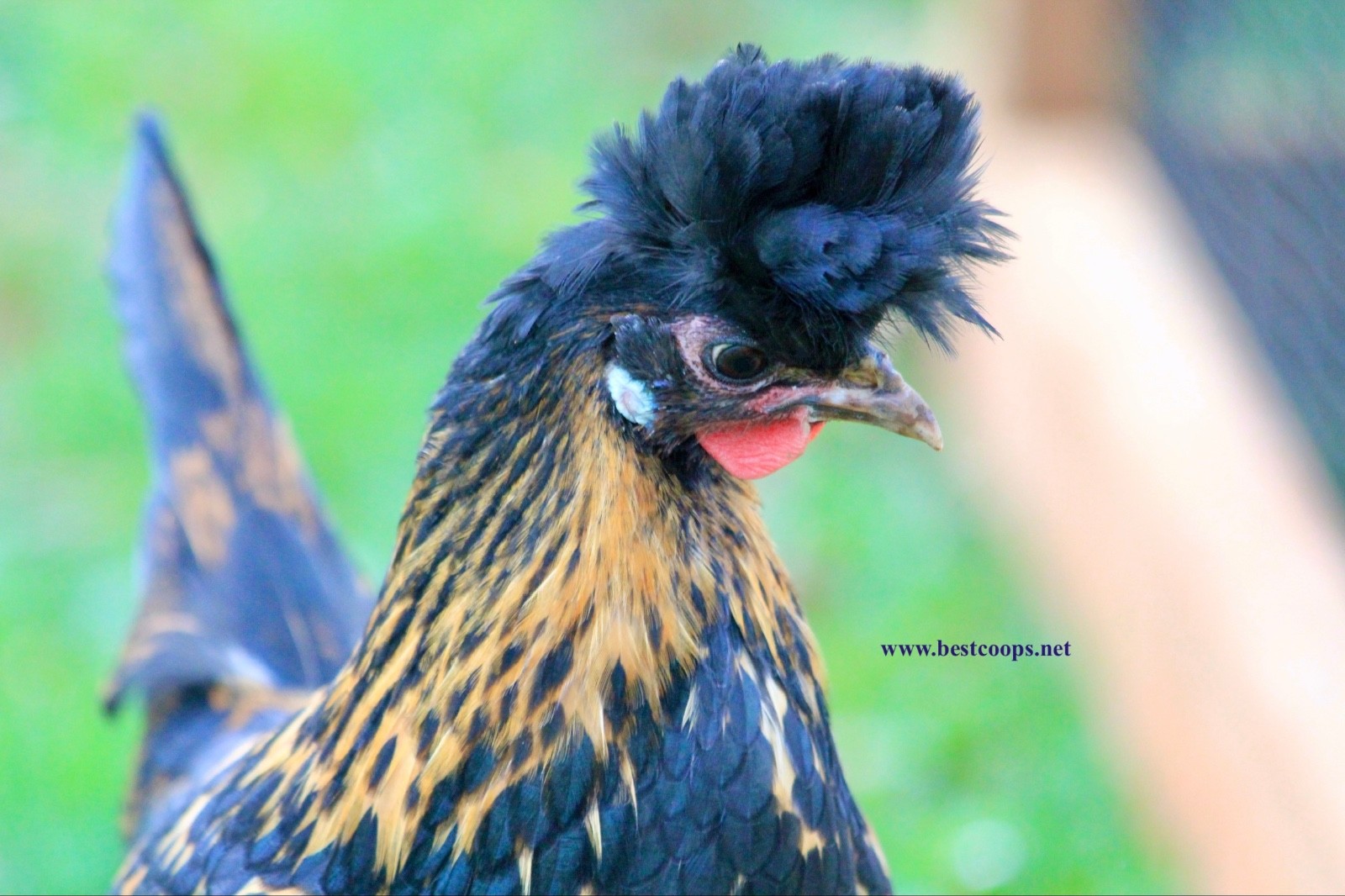 6+ Gold Appenzeller Chicken Hatching Eggs