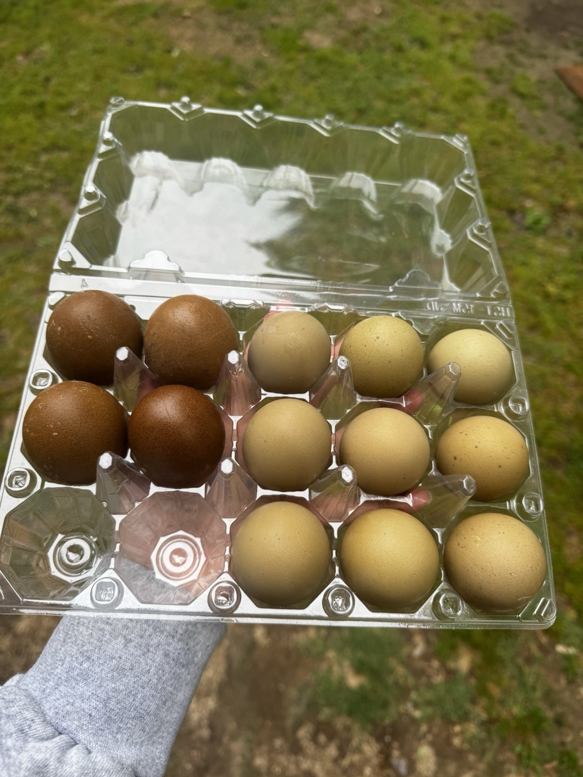 6+ Backcross Olive Multi-Gen Olive Fertile Hatching Eggs Olive Marans Cross