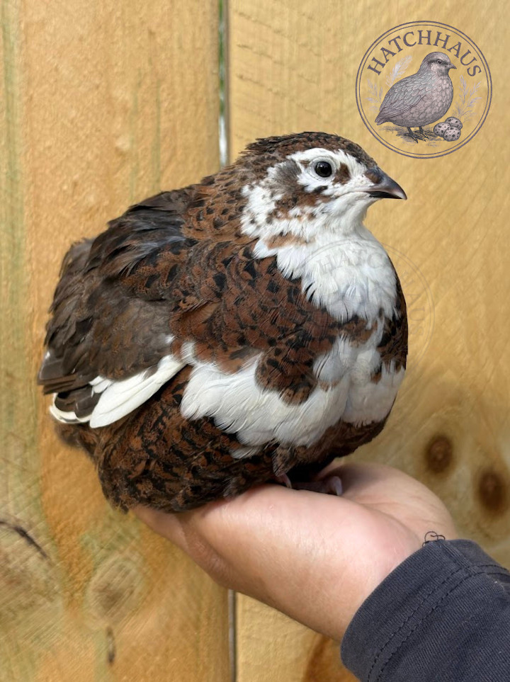 24 ASSORTED RARE COLORS Coturnix quail hatching eggs - all rainbow colors