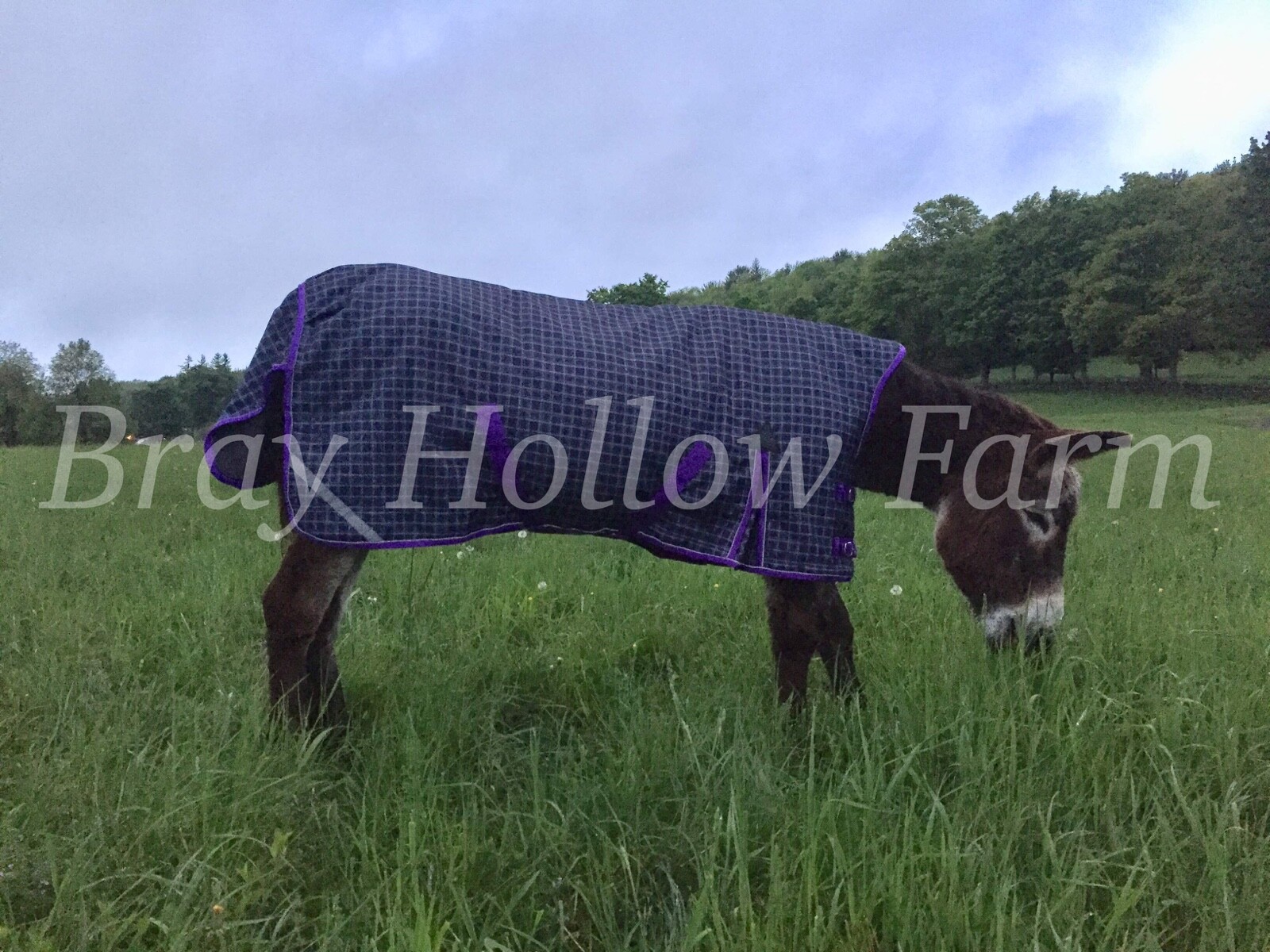 Donkey Longear Winter Turnout Blanket - mini donkey